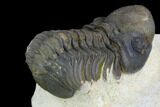 Detailed Reedops Trilobite - Atchana, Morocco #125196-5